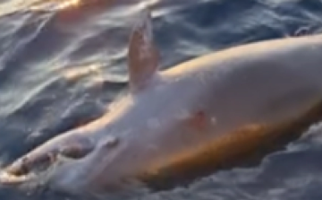 Lőtt sebekkel találtak egy elpusztult delfint Horvátországban
